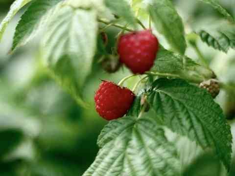 Black Mold On Raspberry