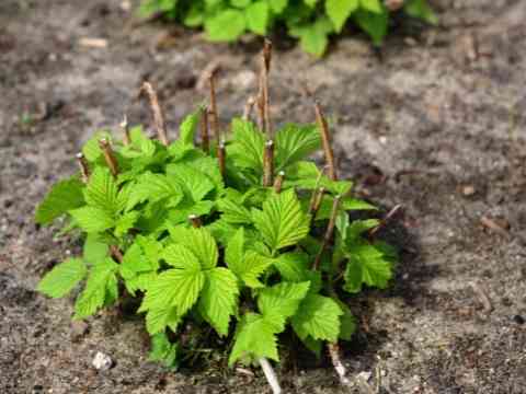 Raspberry Plant Problems