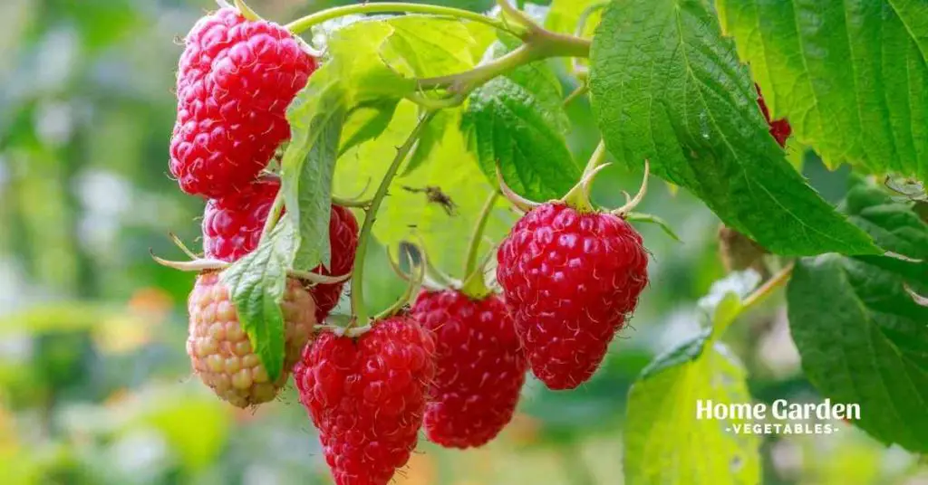 How Tall Do Raspberries Grow