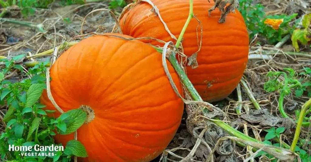 Will pumpkins grow in clay soil