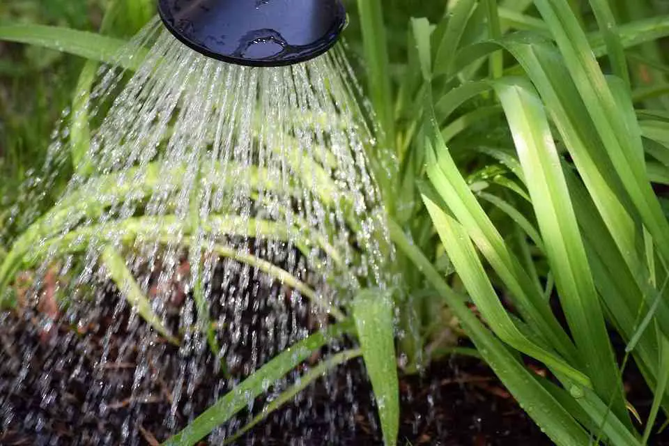 How To Save Water In Your Vegetable Garden