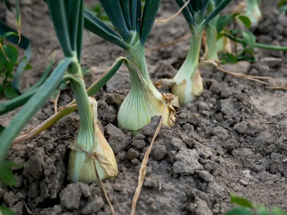 do onions grow underground
