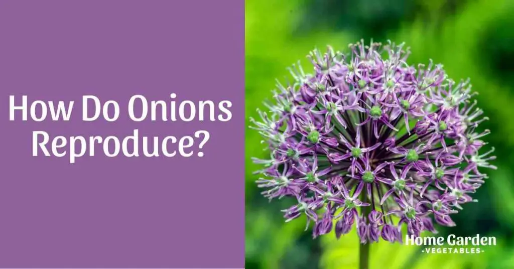 How Do Onions Reproduce