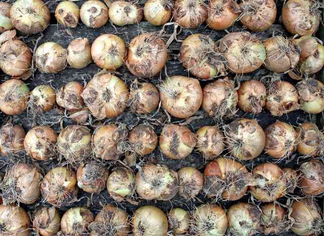 How To Fertilize Onion Plants