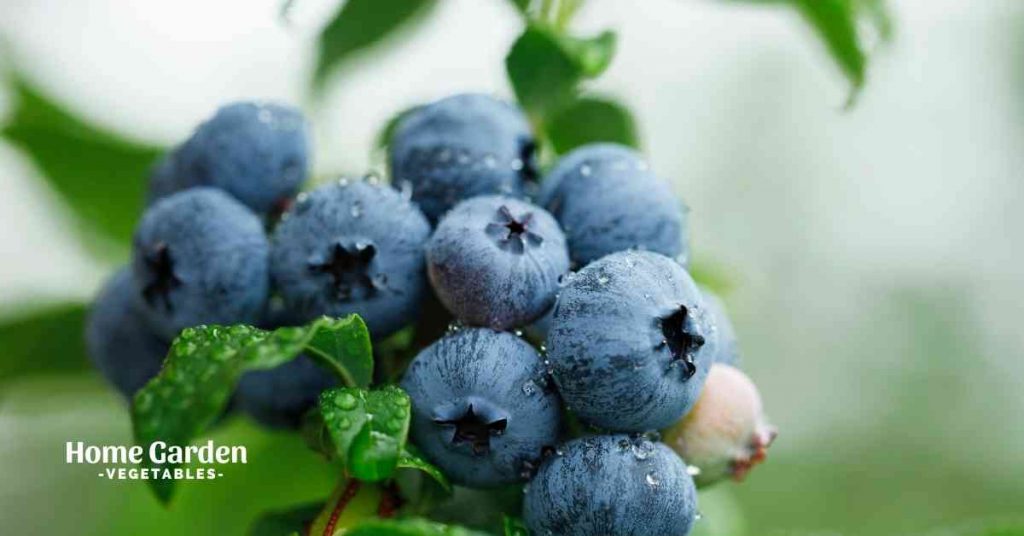 List Of Lowbush Blueberries