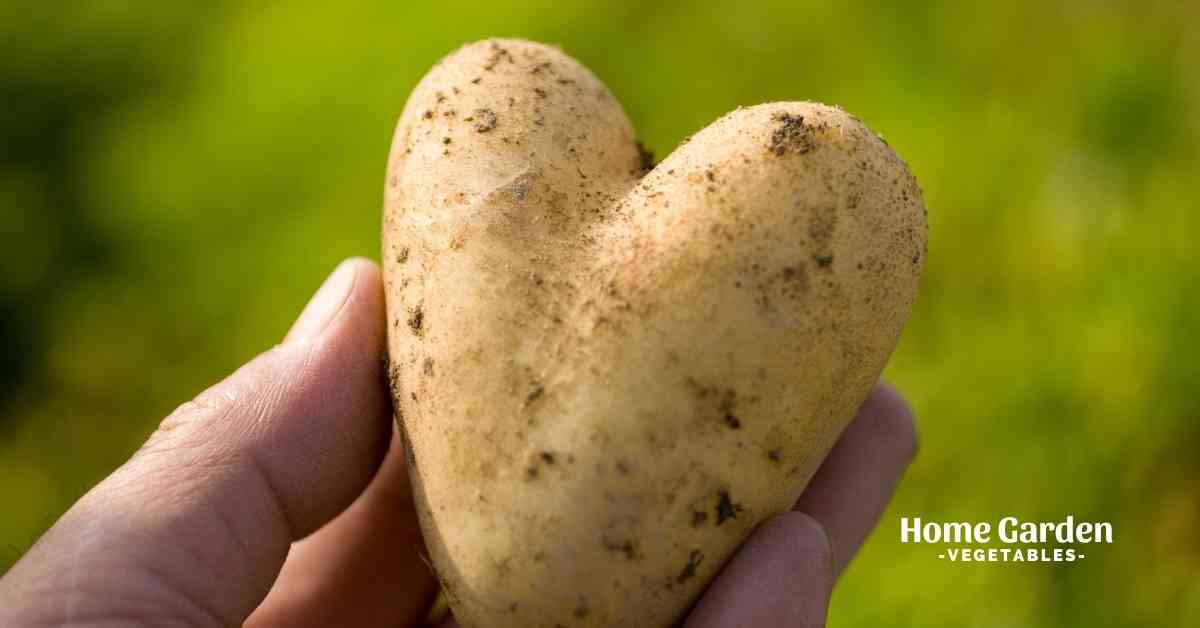 How Many Potatoes Grow From One Seed Potato