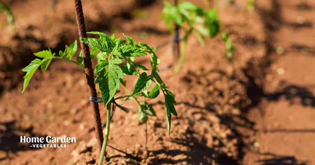 Can Tomato Plants Grow In Clay Soil