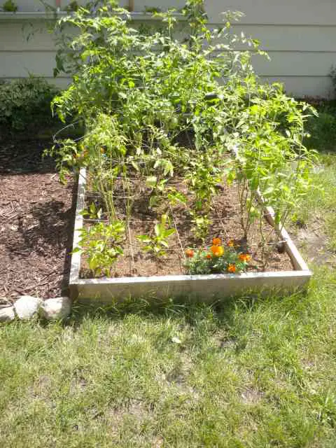 how many tomato plants per square foot
