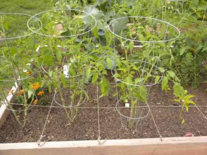 How Many Tomato Plants Per Square Foot - Home Garden Vegetables