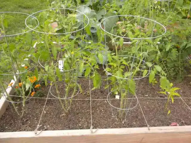 how many tomato plants per square foot