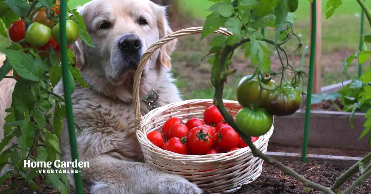 Are Tomato Plants Toxic To Dogs