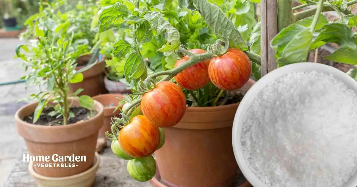 Epsom Salt For Tomato Plants