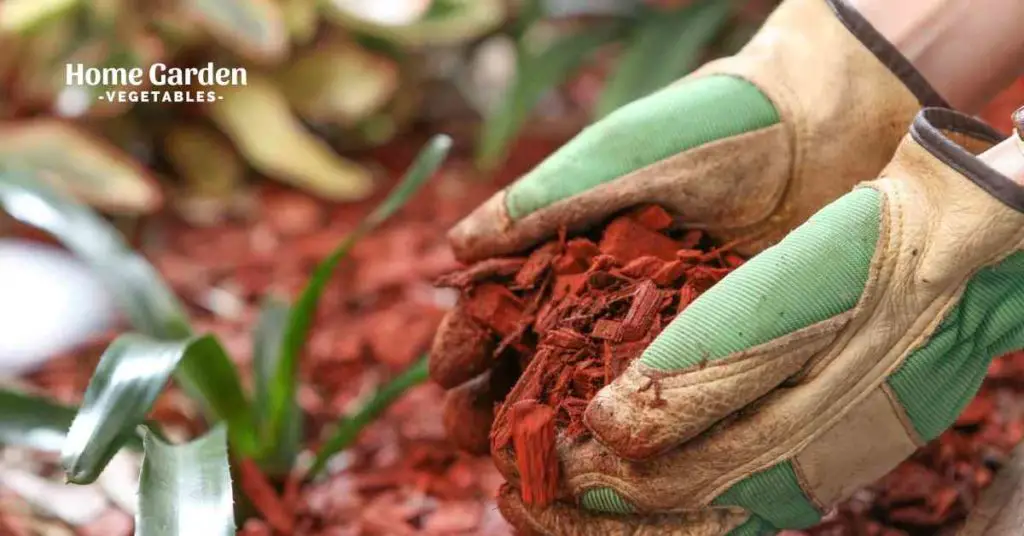 How To Mulch The Soil