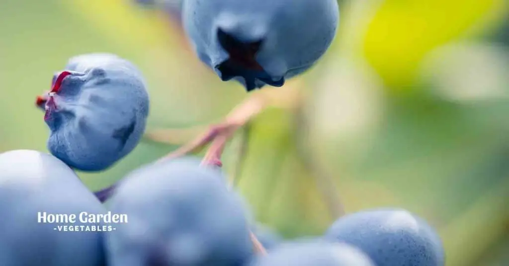 How To Prune Blueberry Bushes