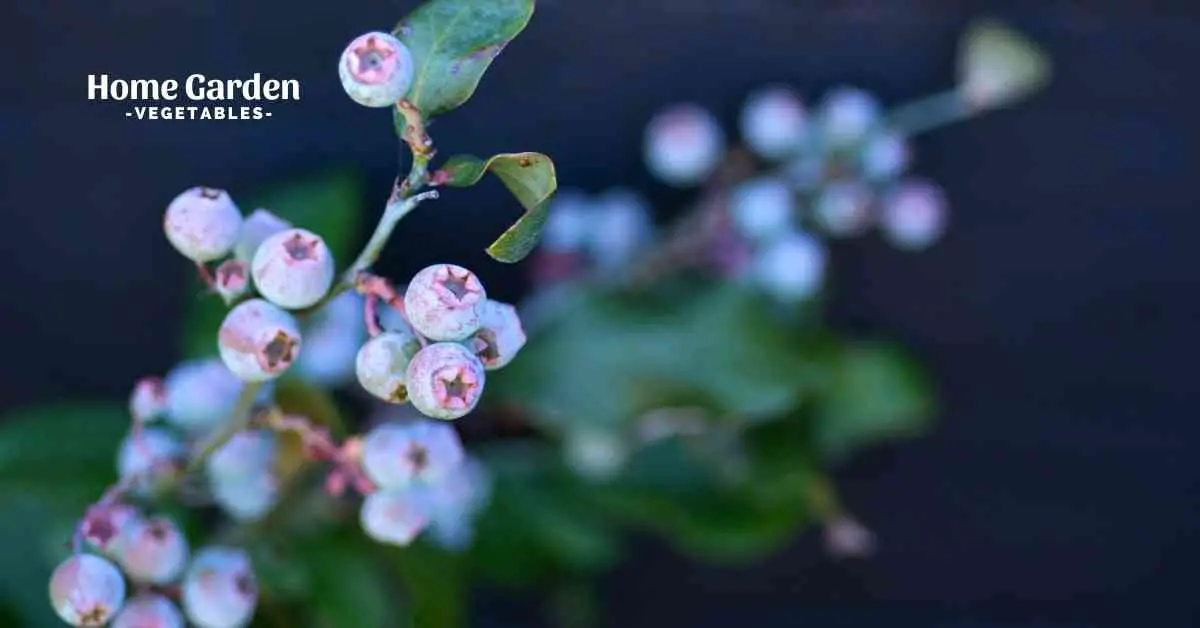 List Of Blueberry Highbush Varieties