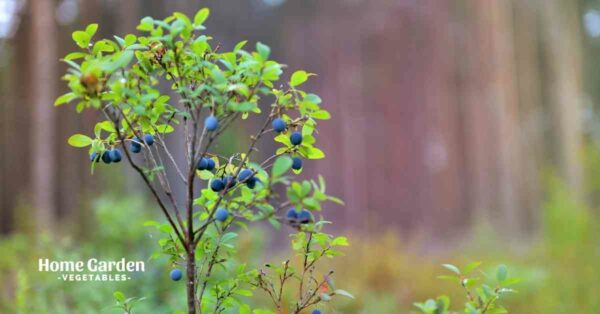 List Of Dwarf Blueberries - Home Garden Vegetables