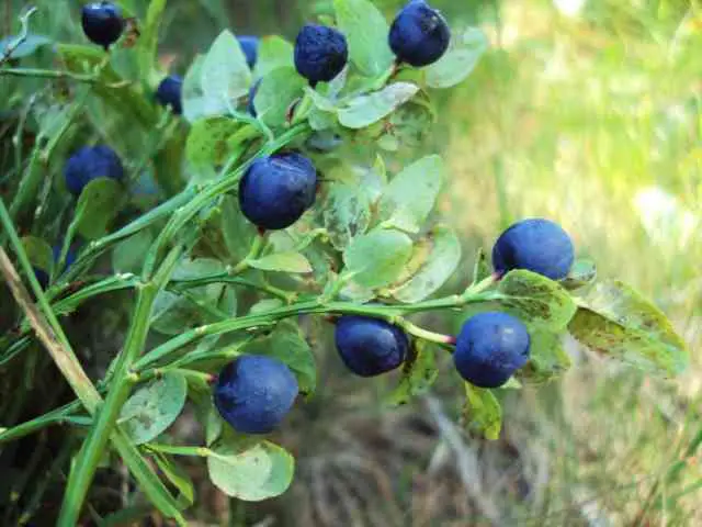 How Long Does It Take For Blueberries To Ripen