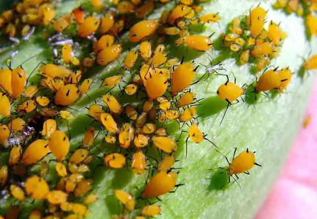 How To Get Rid Of Aphids In Vegetable Garden