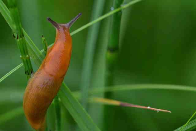 How To Keep Slugs Away From Vegetable Garden