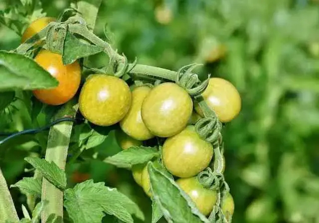  Fai crescere più velocemente le piante di pomodoro