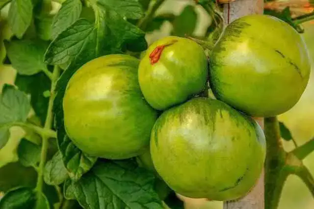 Fai crescere le piante di pomodoro più velocemente