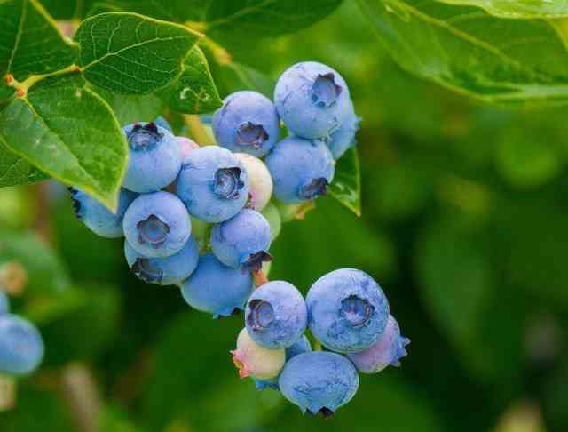 List Of Blueberry Highbush Varieties