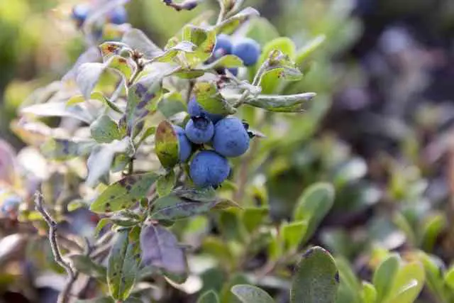 List Of Dwarf Blueberries