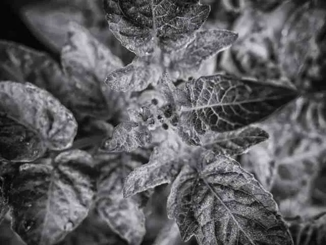 What Is The Coldest Temperature Tomato Plants Can Handle