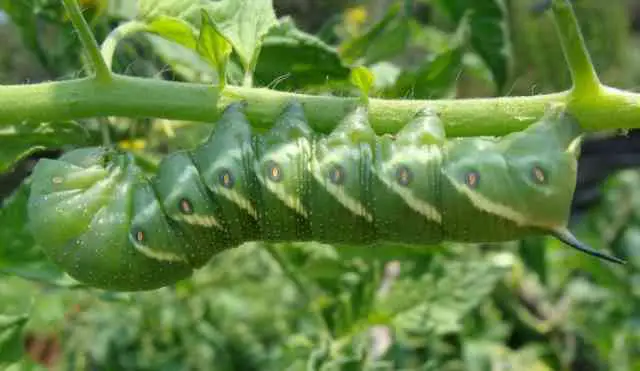 Where Do Tomato Hornworms Come From