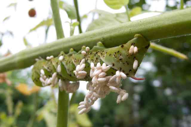 Where Do Tomato Hornworms Come From