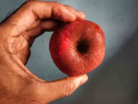 Apple Tree Canker Treatment