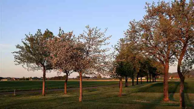Fruit Trees For Clay Soil Australia