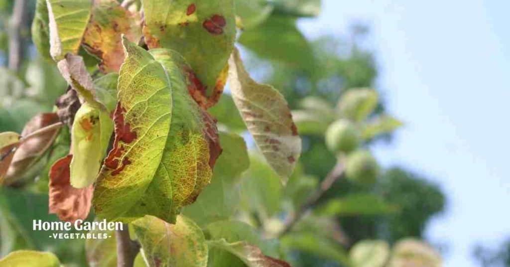 Apple Tree Leaves Curling and Turning Yellow