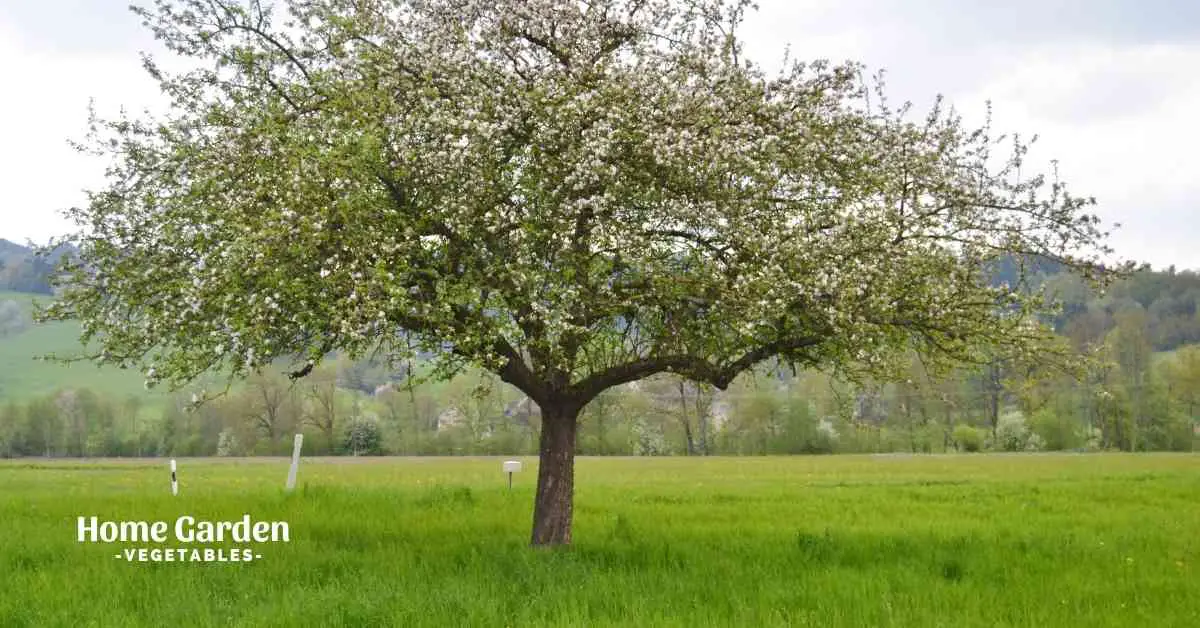 How To Prune Apple Trees