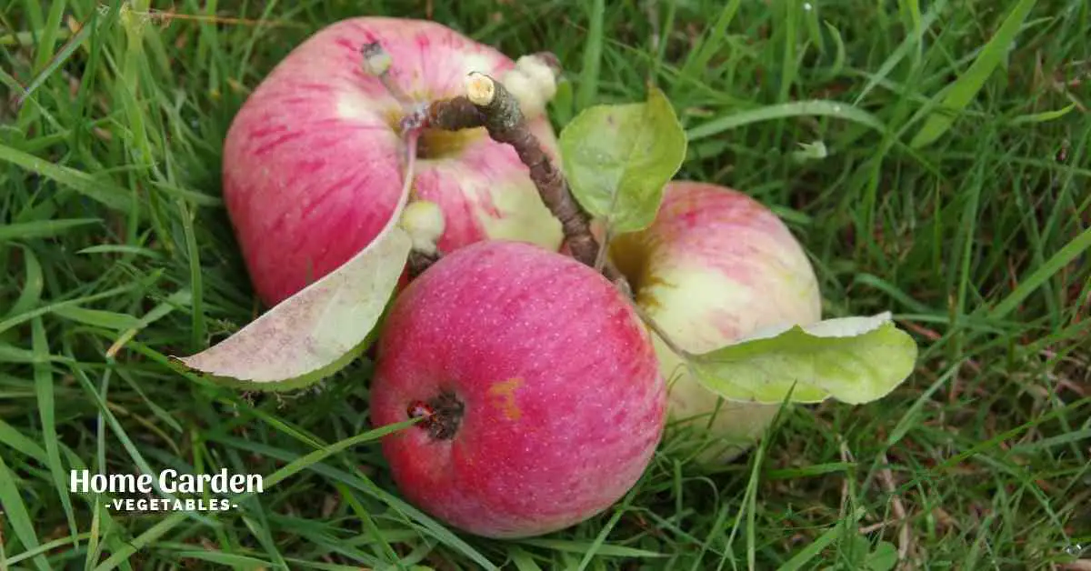 what to do with apples that fall off the tree