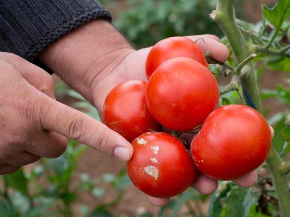 Can You Eat Tomatoes Affected By Blight