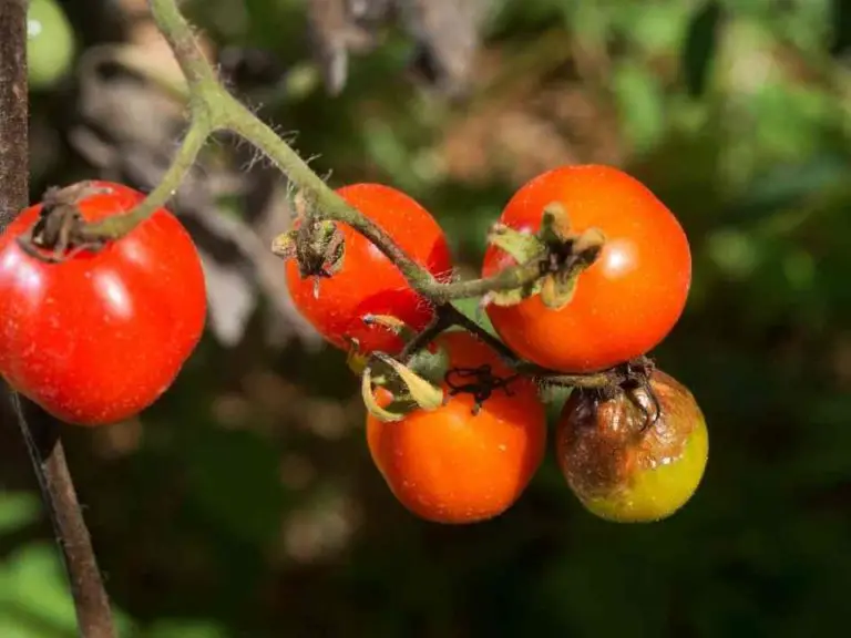 Can You Eat Tomatoes Affected By Blight Home Garden Vegetables