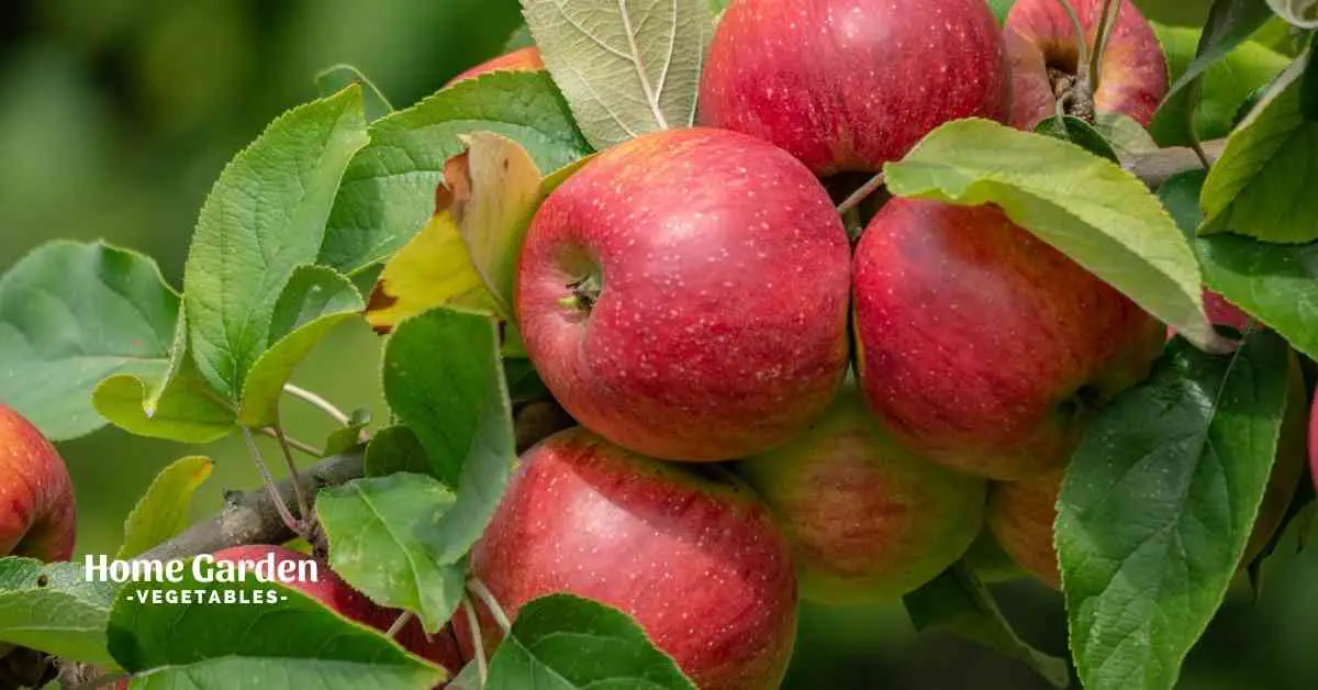 List Of Apple Tree Diseases