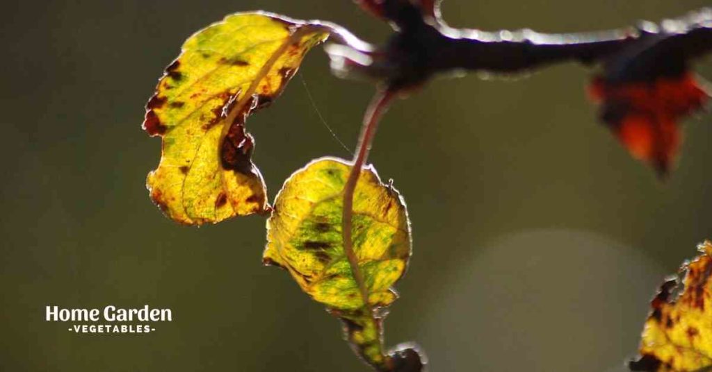 Apple Tree Leaves Curling and Turning Yellow