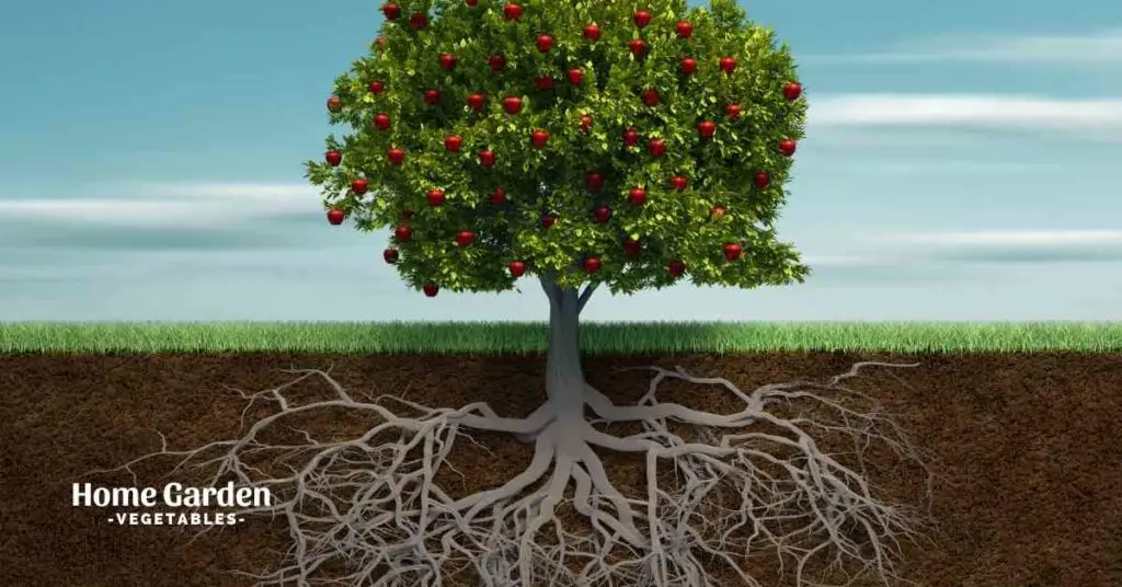 Apple Tree Lifespan
