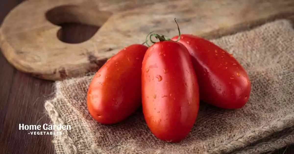 How Big Do San Marzano Tomatoes Grow
