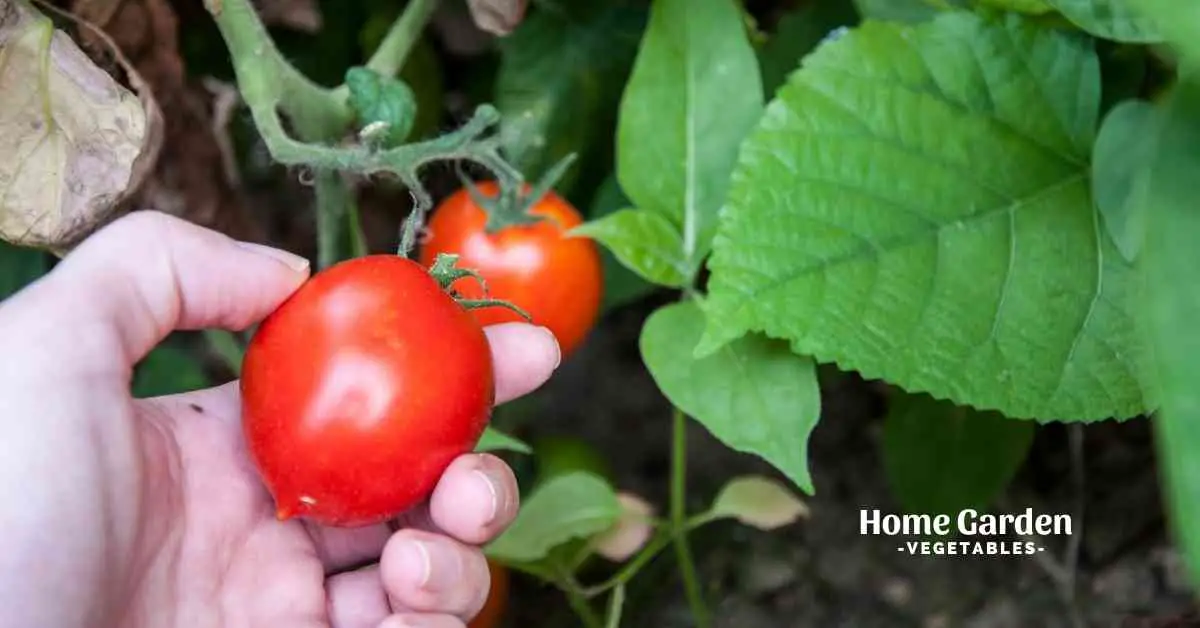How To Pick Tomatoes