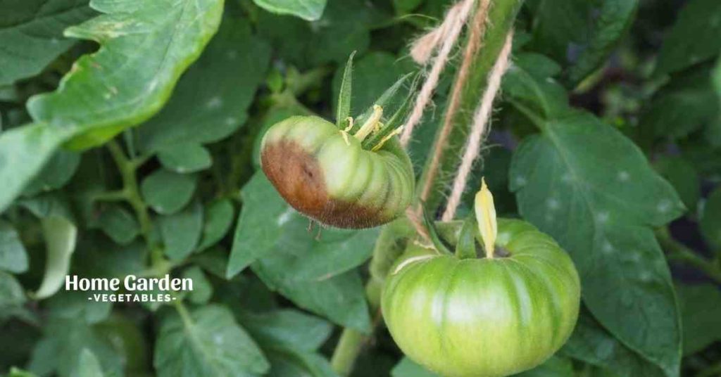 What Causes Green Tomatoes To Rot On The Vine