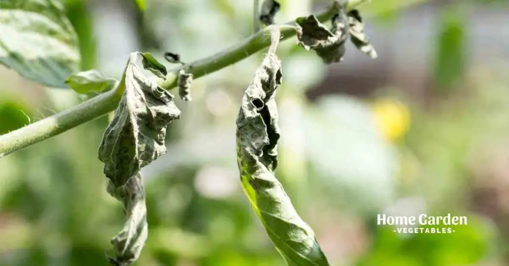What Makes A Tomato Plant Wilt