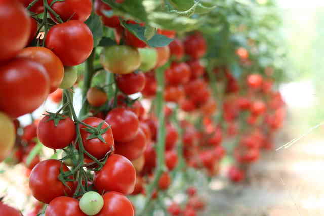 How Long Does It Take Tomatoes To Produce Fruit