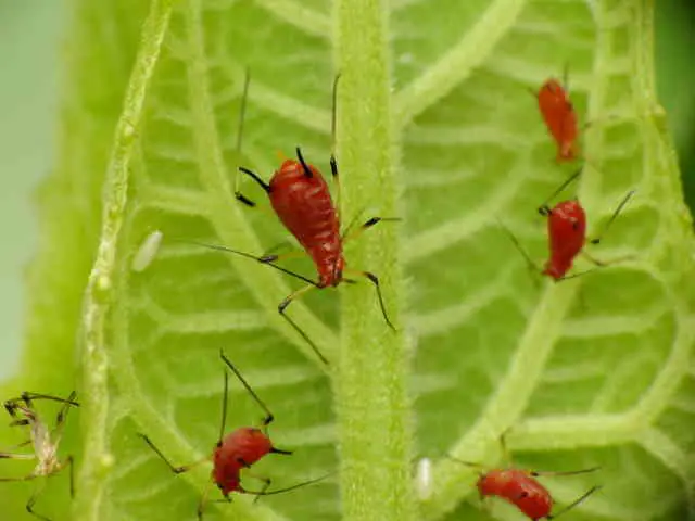 How To Get Rid Of Red Bugs On Tomato Plants