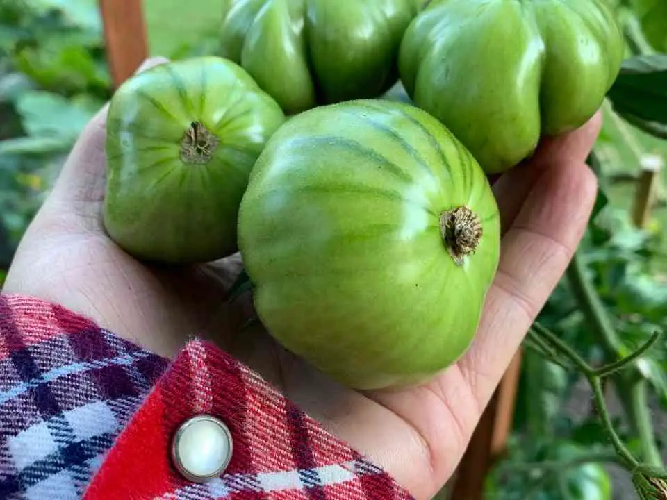 When Are Green Zebra Tomatoes Ripe