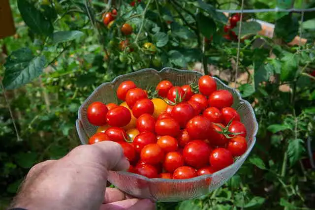 How To Pick Tomatoes