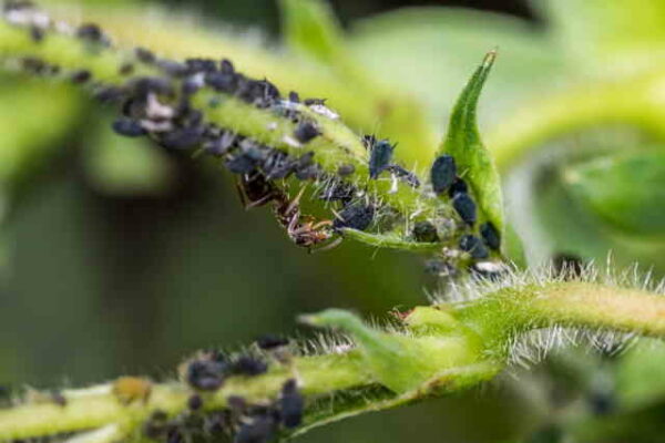 Black Bugs Eating Tomatoes Home Garden Vegetables 3765