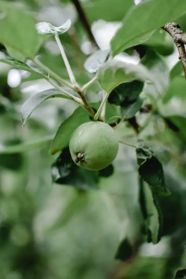 Ways to Fix Apple Tree Leaves That Curl and Turn Yellow Home Garden
